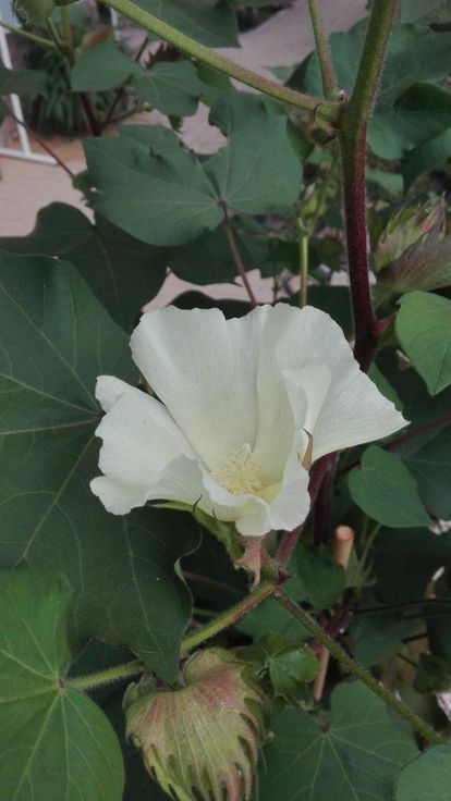 Botanischer Garten Karlsruhe, Baumwollblüte