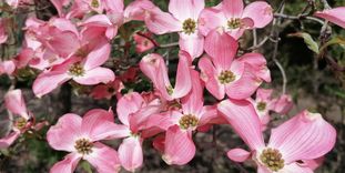 Botanischer Garten Karlsruhe, Blumenhartriegel