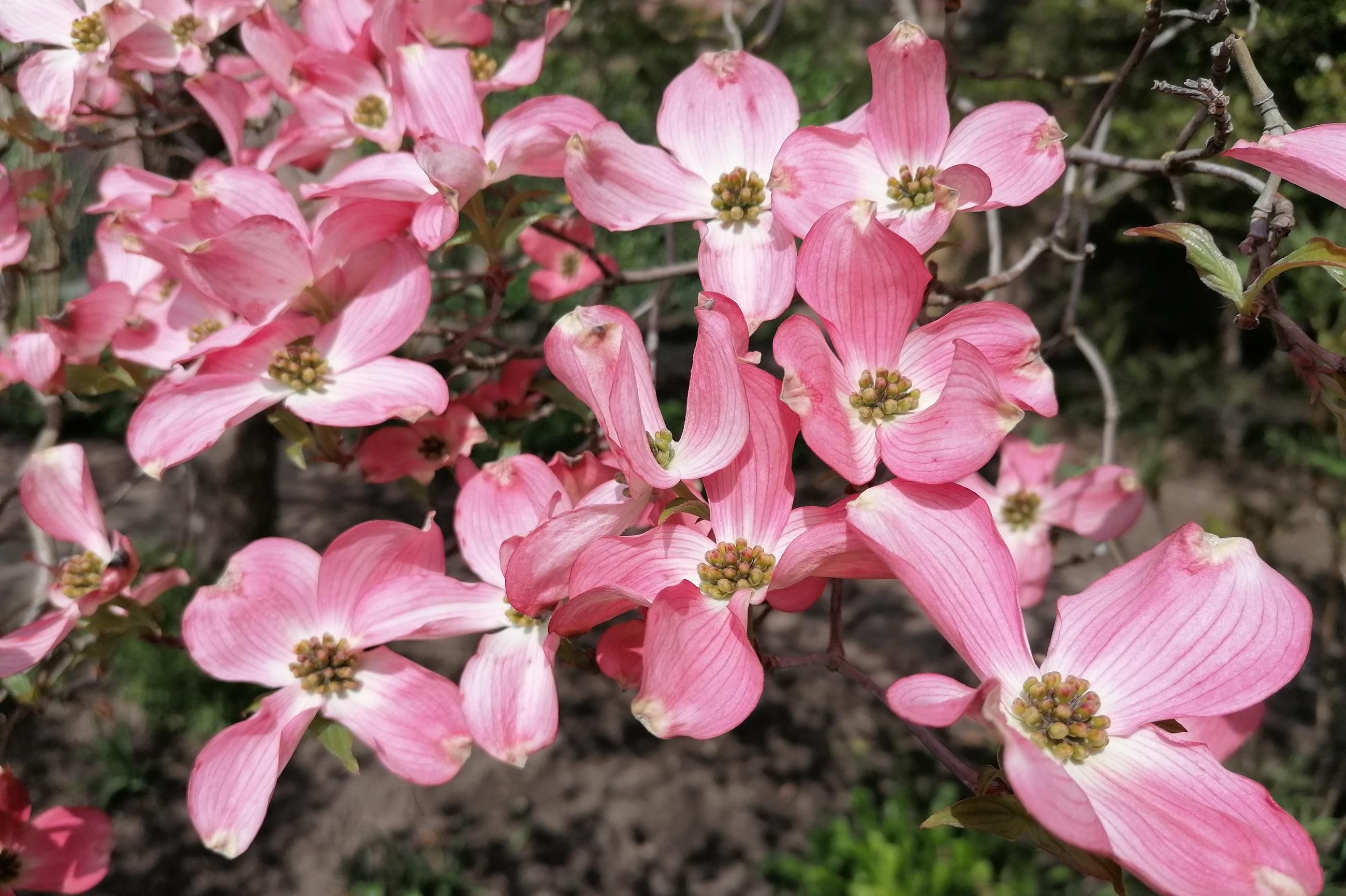 Botanischer Garten Karlsruhe, Blumenhartriegel