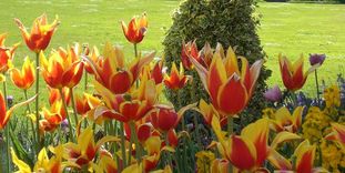 Botanischer Garten Karlsruhe, Tulpen