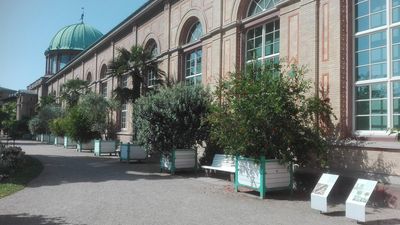 Botanischer Garten Karlsruhe, Granatapfelpflanzen; Foto: Staatliche Schlösser und Gärten Baden-Württemberg, Thomas Huber