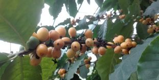 Botanischer Garten Karlsruhe, Kaffeepflanze