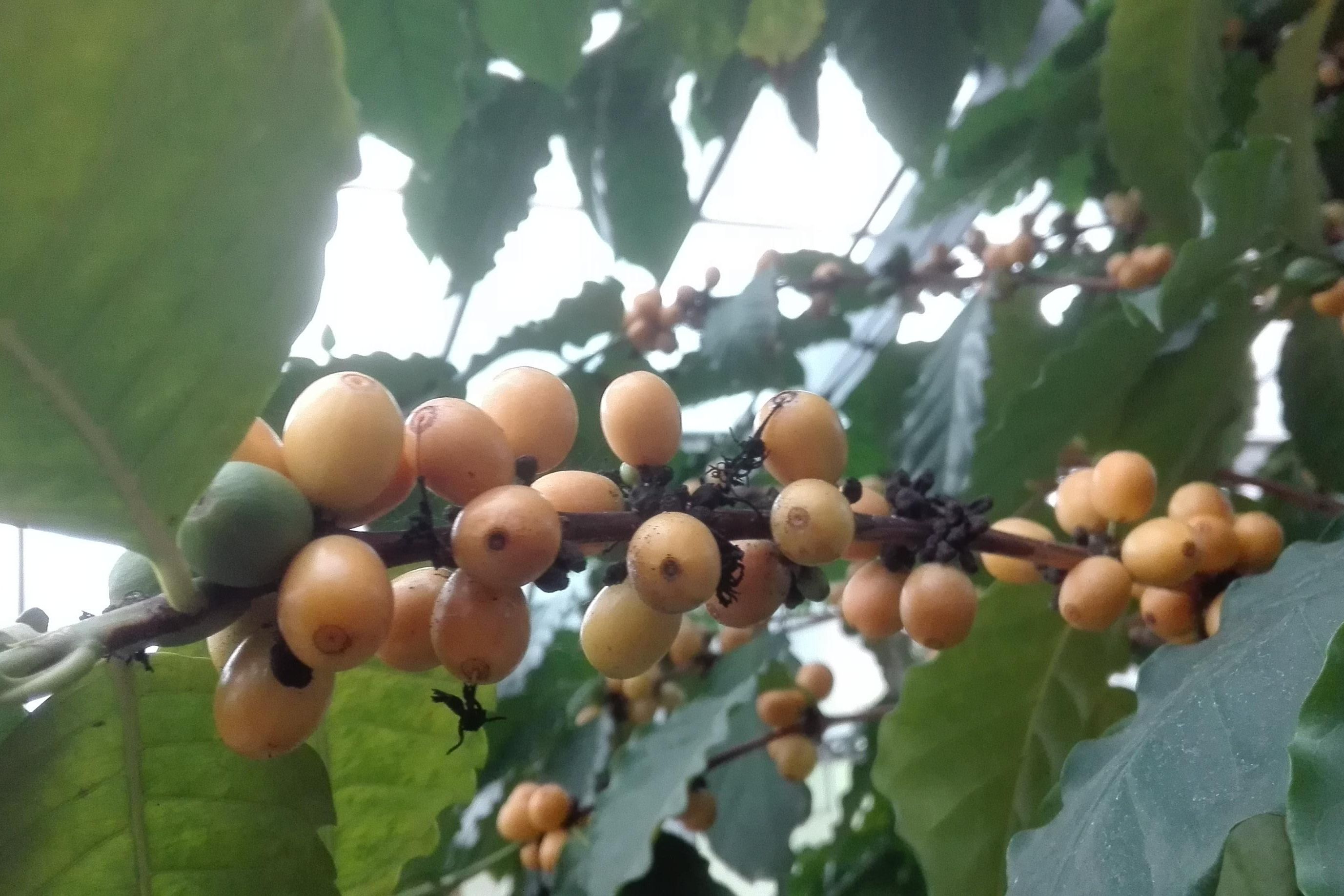 Botanischer Garten Karlsruhe, Kaffeepflanze