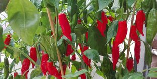 Botanischer Garten Karlsruhe, Capsicum baccatum