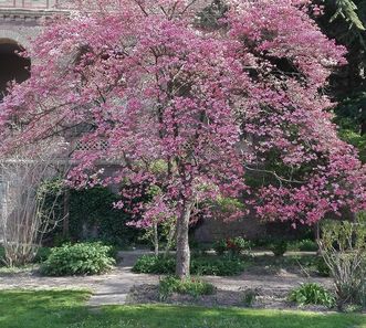 Botanischer Garten Karlsruhe, Blumenhartriegel