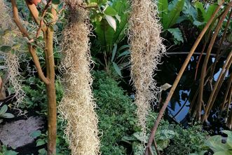 Botanischer Garten Karlsruhe, Blüte des Staudeneibischs