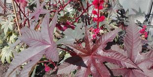 Botanischer Garten Karlsruhe, Rizinus Pflanze