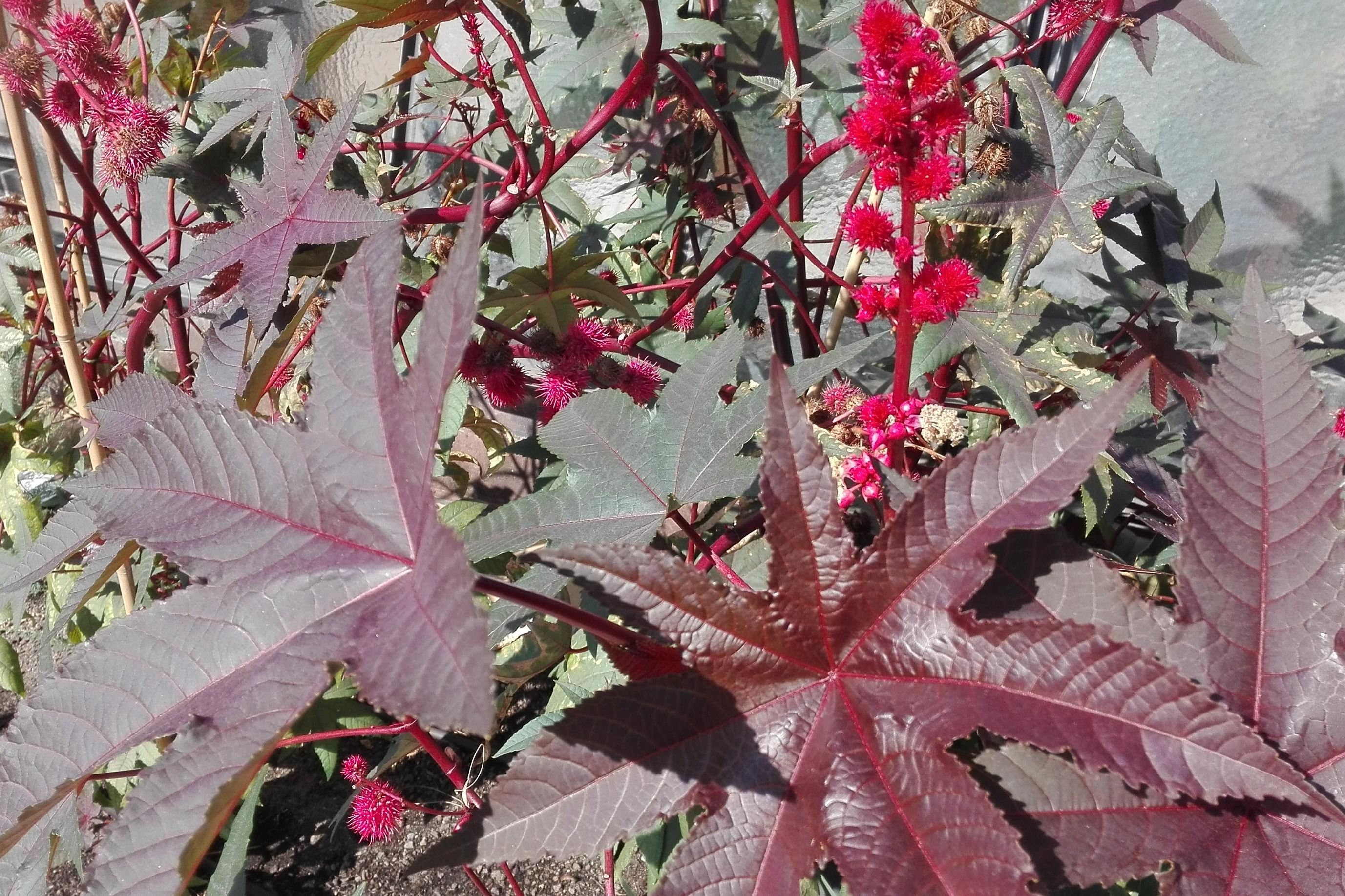 Botanischer Garten Karlsruhe, Rizinus Pflanze