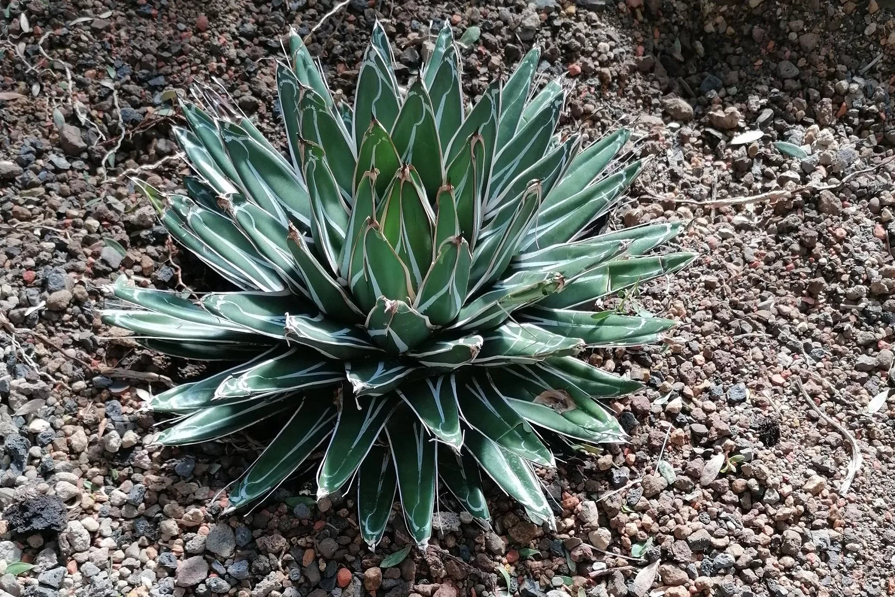 agave century plant Agave American Blue Century Plant, Agave Americana