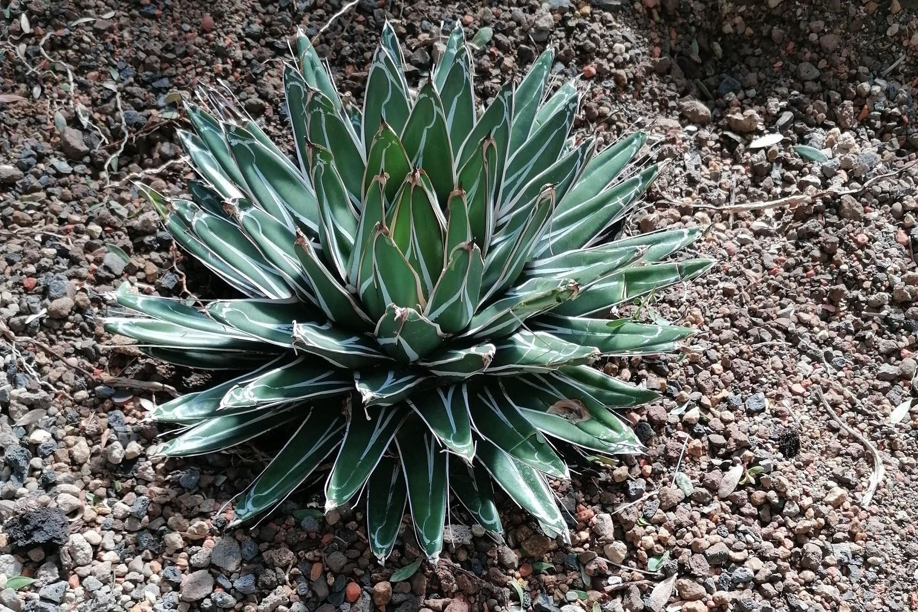 Botanischer Garten Karlsruhe, Agave