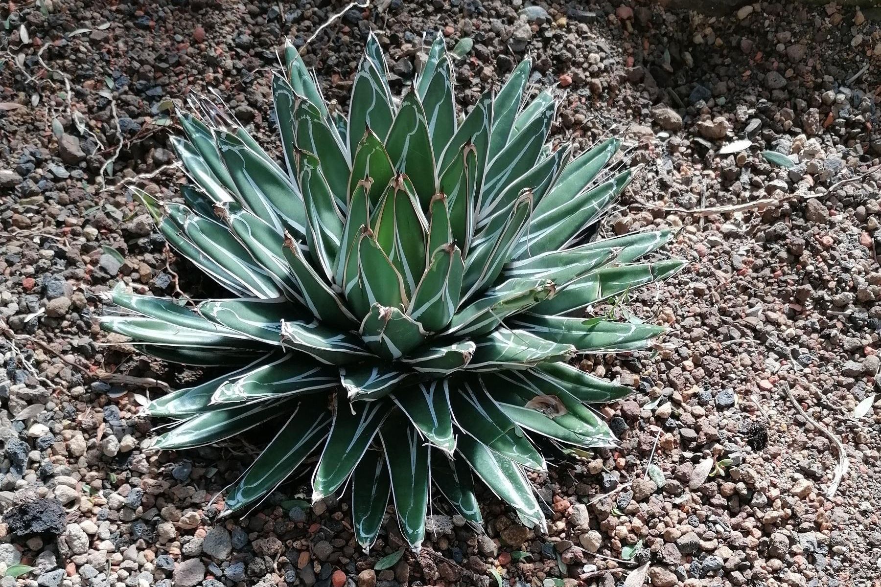 Agave