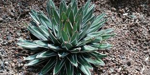 Botanischer Garten Karlsruhe, Agave