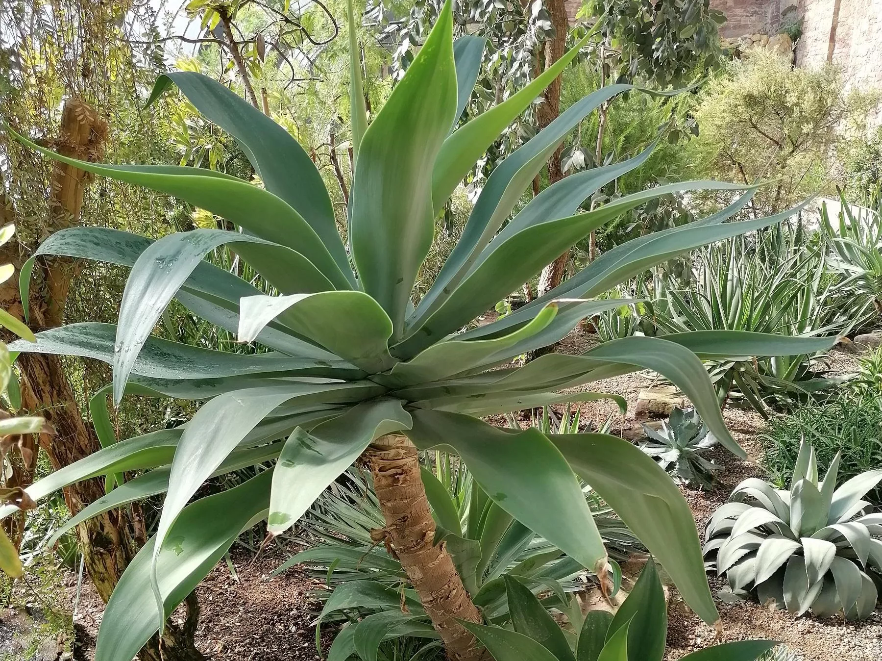 Agave