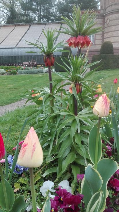 Botanischer Garten Karlsruhe, Tulpenblüte