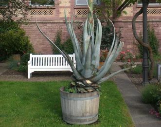 Wild agave at the botanical gardens