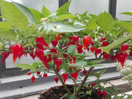 Botanischer Garten Karlsruhe, Capsicum chinense