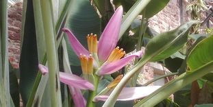 Botanischer Garten Karlsruhe, Bananenblüte