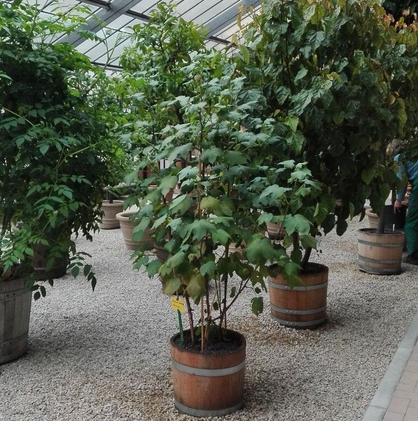 Botanischer Garten Karlsruhe, Baumwollpflanze