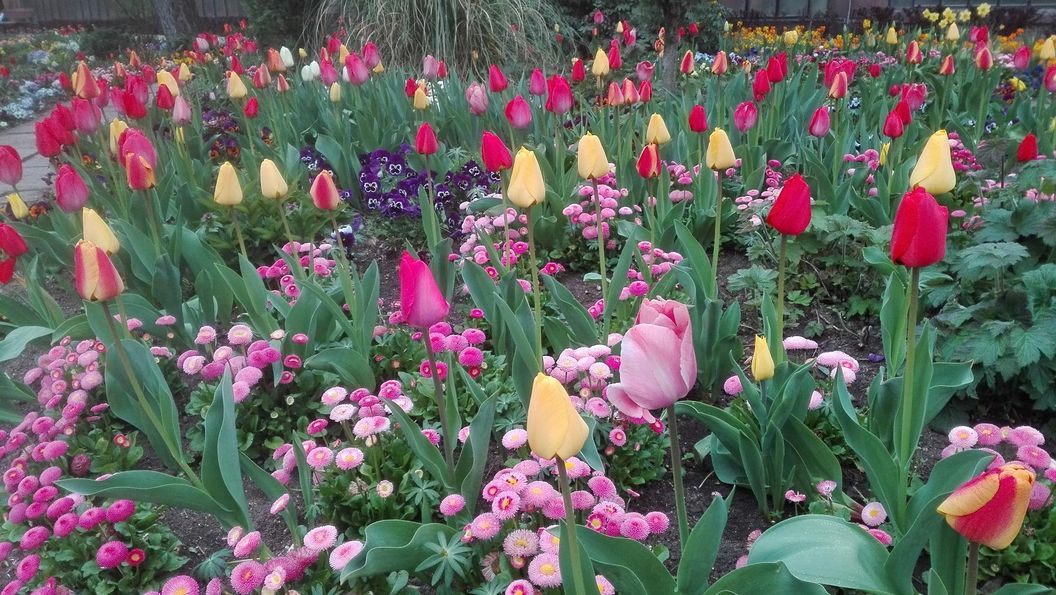 Botanischer Garten Karlsruhe, Tulpenblüte