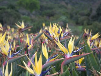 Strelitzia reginae