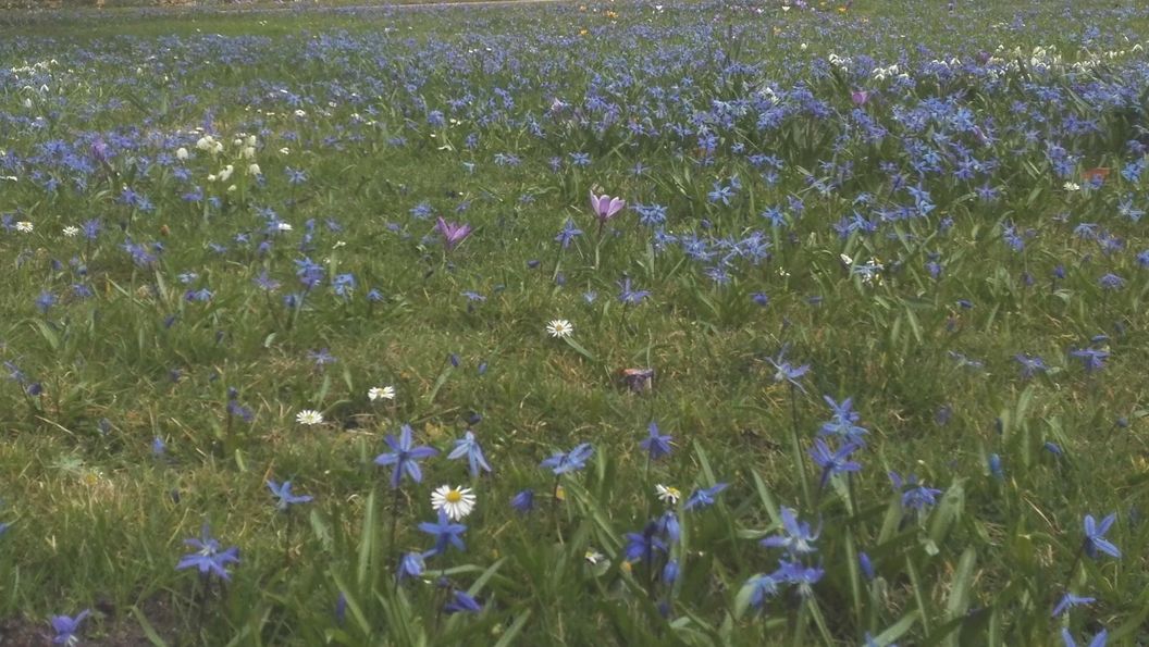 Botanischer Garten Karlsruhe, Scillablüte