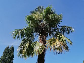 Botanischer Garten Karlsruhe, Hanfpalme