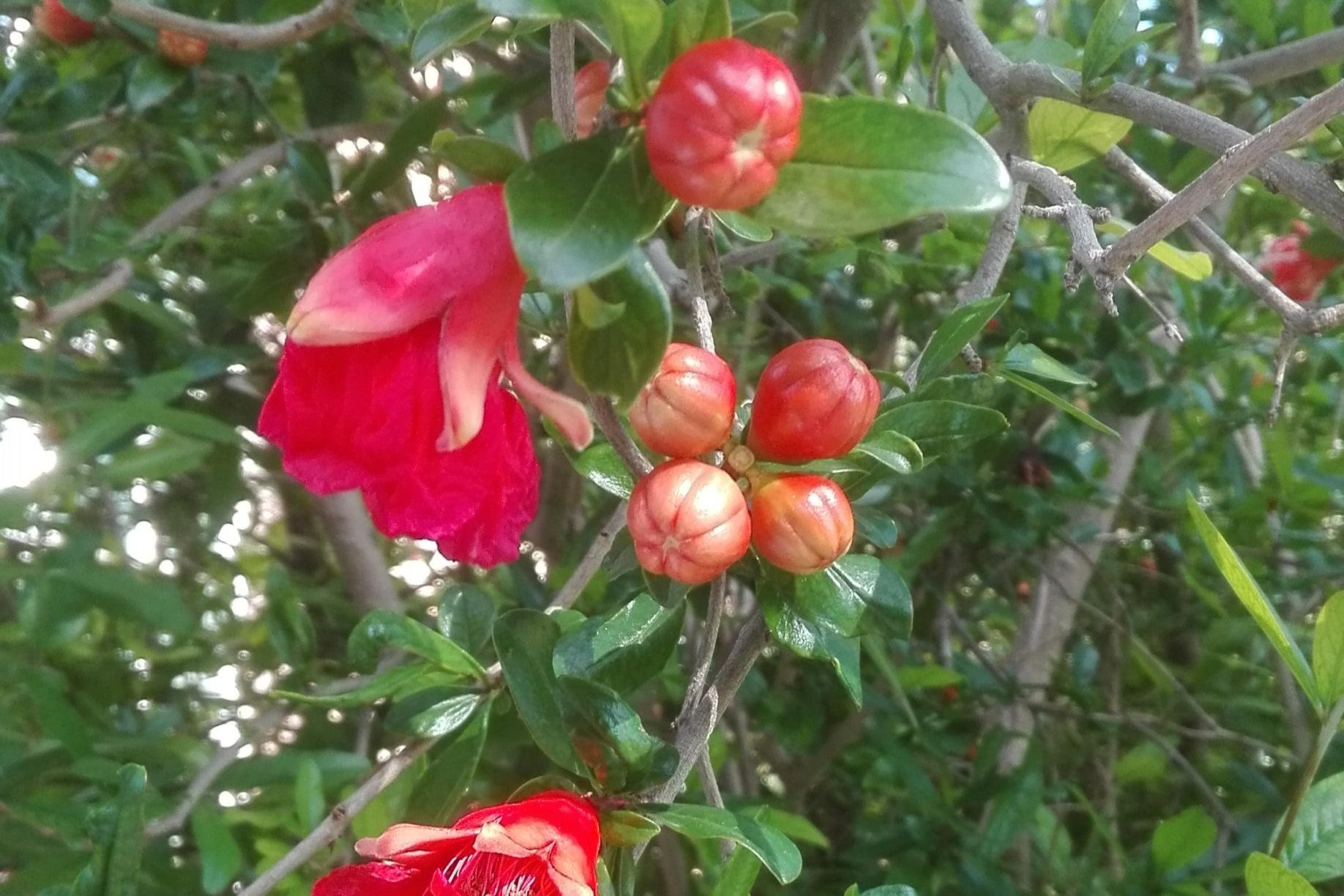 Botanischer Garten Karlsruhe, Granatapfel