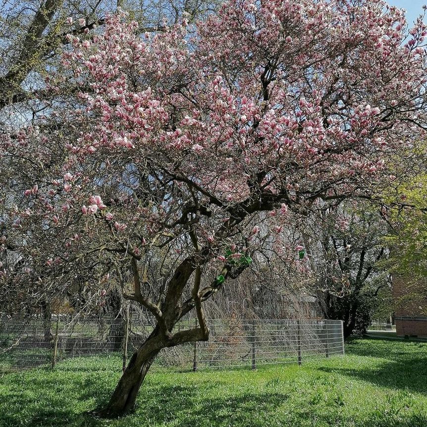 Botanischer Garten Karlsruhe, Magnolienblüte