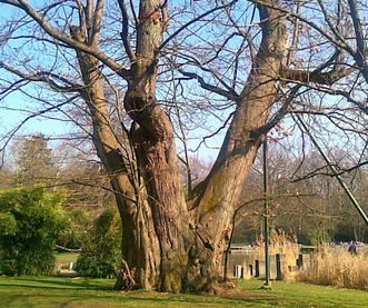 Chestnut (Castanea) at the Karlsruhe Botanical Gardens