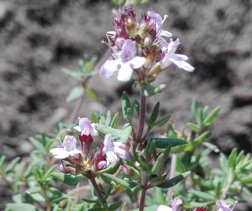Botanischer Garten Karlsruhe, Detail, Thymian