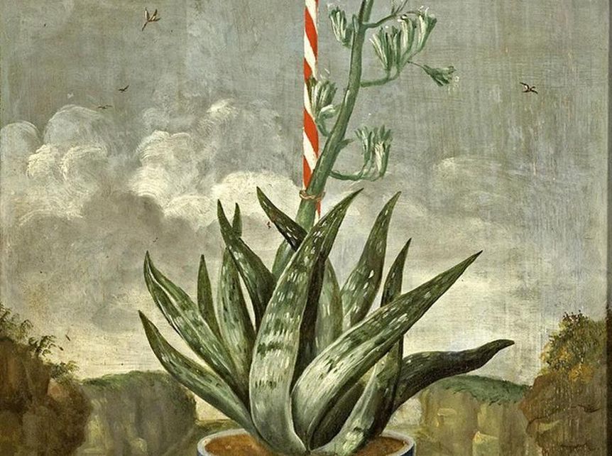 Blooming agave in blue and white pot, painted wainscot, circa 1710, in the Knights' Hall at Weikersheim Palace
