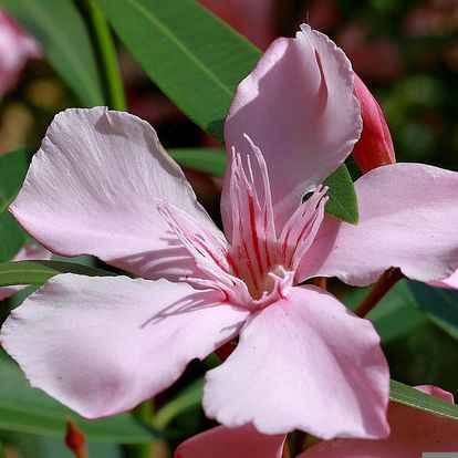 Botanischer Garten Karlsruhe, Oleanderblüten