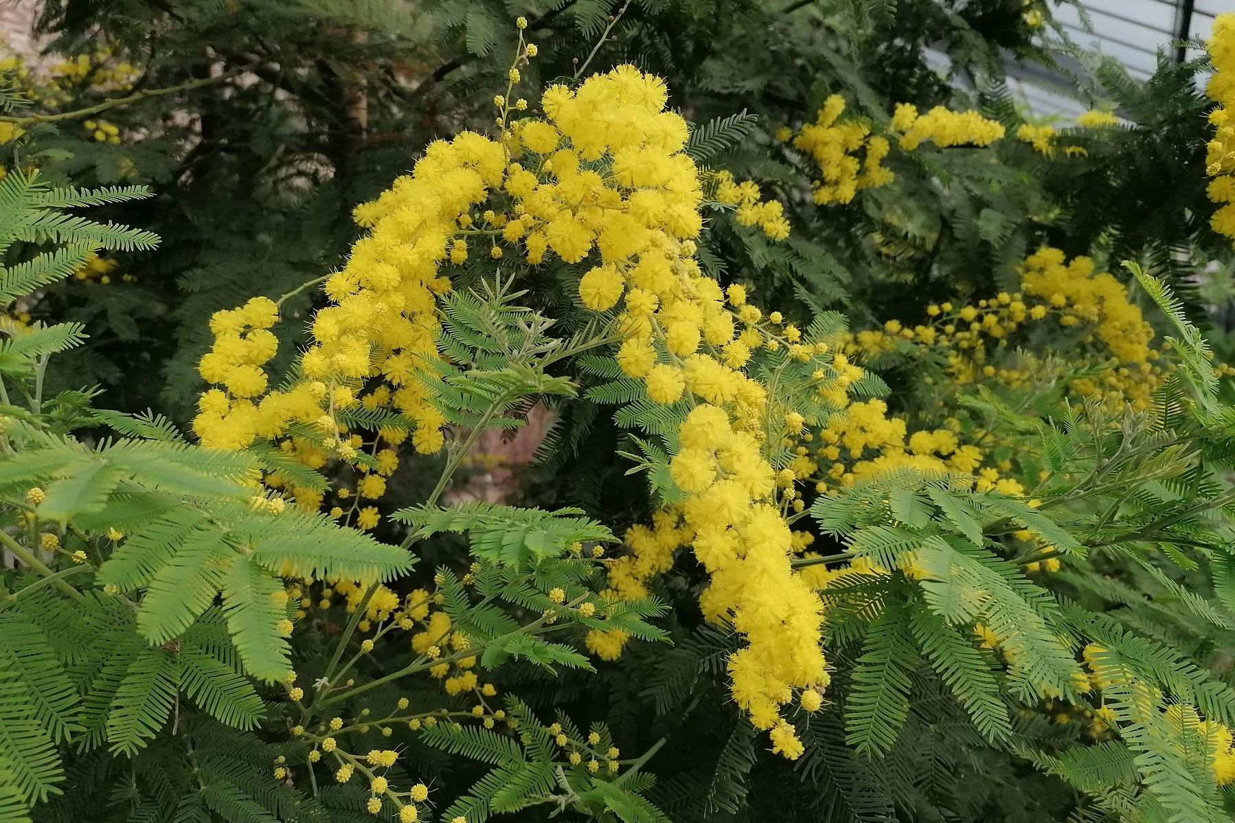 Botanischer Garten Karlsruhe, Kalthaus, Silberakazie