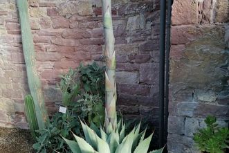 Botanischer Garten Karlsruhe, Agave parrasana